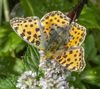 Storplettet perlemorsommerfugl